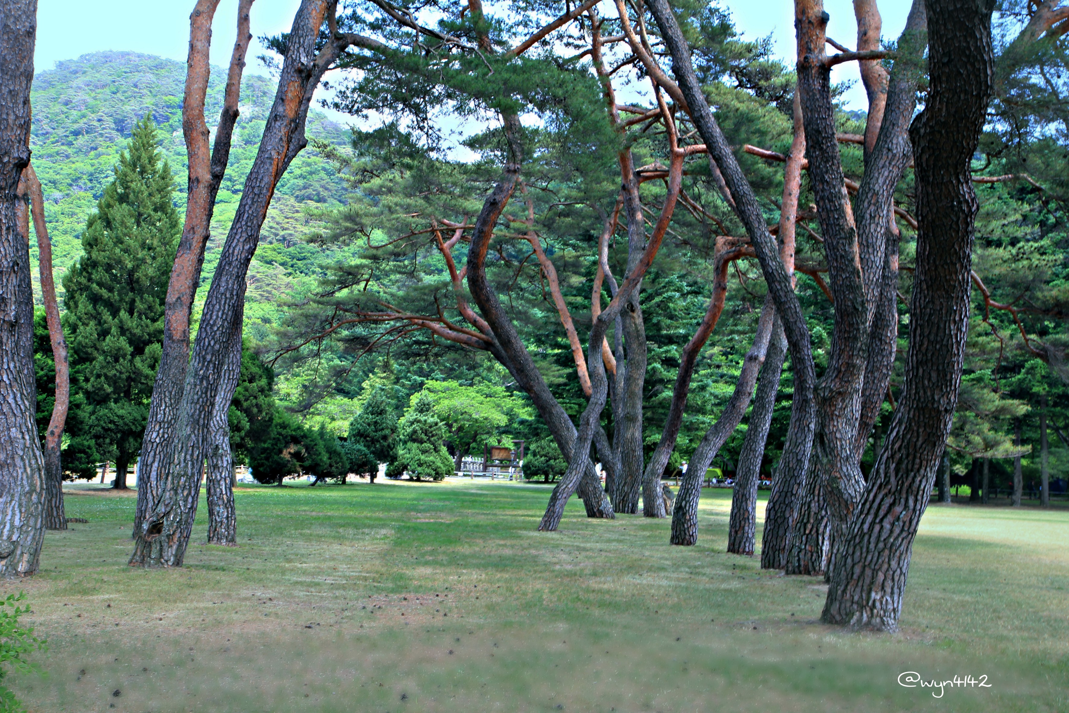 a Korean red pine nature tree Image by Matthew